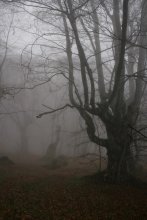 Mystery Forest / ***
