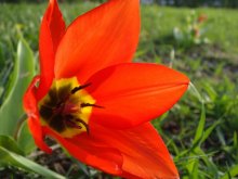 Blume / ........