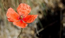 Also worauf warten Sie ... Blumen Scharlach .... / ***
