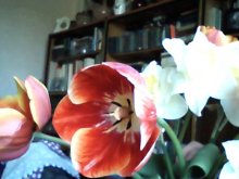 Tulpen / ***