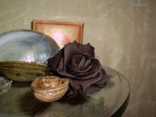 Rosa ... / .....