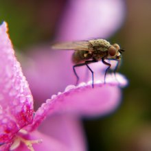 ... Bzz ... / =) .