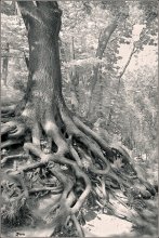 Intertwined / ***