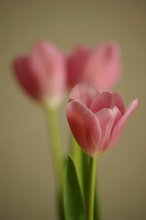 Drittel - einmal / ***