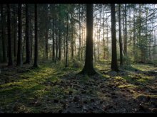ABEND IM WALD / ***