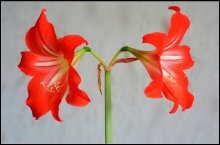 Amaryllis / ***