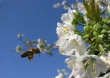 Bee / ***