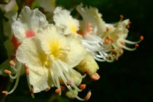 kleines Wunder / ***