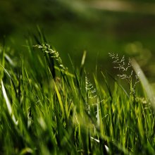 Grass story 6 / ***