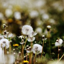 Grass story 7 / ***