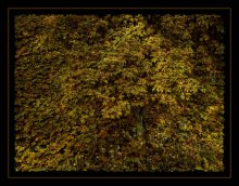 Baum / ***