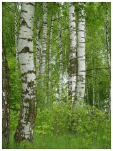Birkenhain / *****