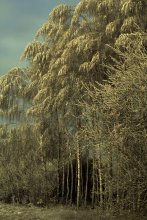 Der erste Schnee / ********