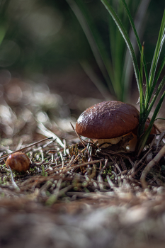 Am Rande des Waldes / ***