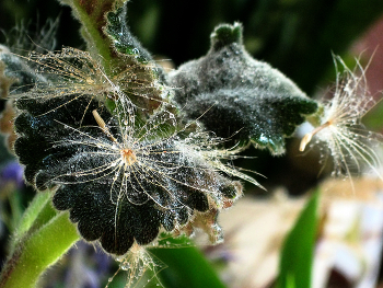 Tropfen / ***