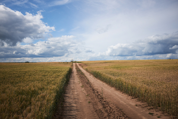 Straße in einem Feld / ***