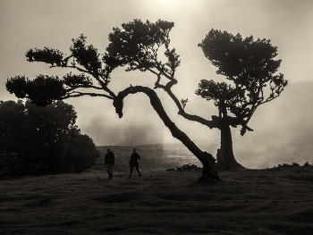  / Fanal forest Madeira