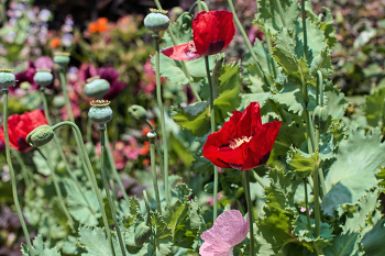 Mohn / ***