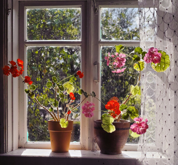 Geranium / ***
