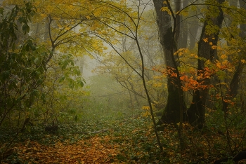 Im Wald / ***