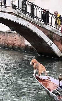 At the helm / Venice