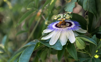 Passionsblume / ***