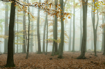 vorfallen / ...