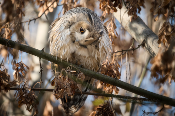  / Long-eared Owl
Emotion in animals