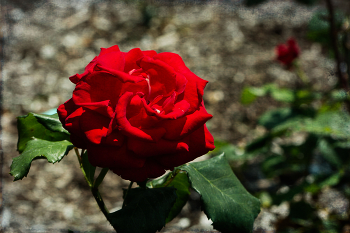 Rose / ***