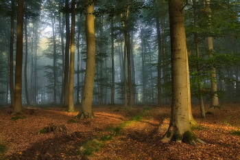 Morgendämmerung / ***