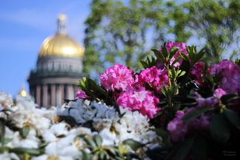 Stadt Blumen / ***
