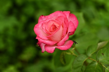 Rose / ***