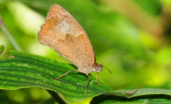 Newborn butterfly / ***