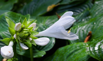 Aquilegia / ***