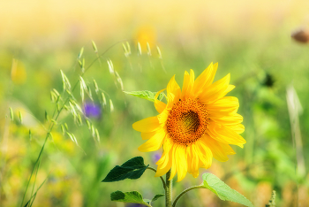 Über Sommer ... / ***