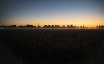 Morgen in der Wiese / ***