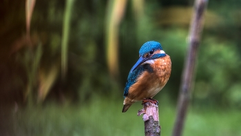 Fischsuche / eisvogel auf der lauer