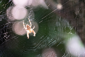 Spinne / ***