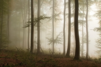 Morgennebel / ***