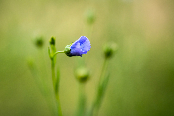 Flachs / ***