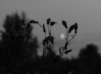 Auf dem Mond / ***