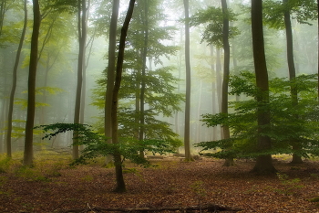 Zum Licht / ***