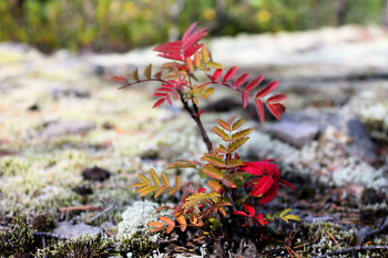 Herbst steht vor der Tür / ***