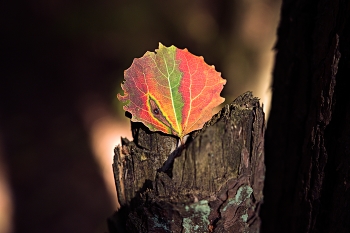 Herbst / ***