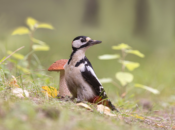 Im Wald / .....