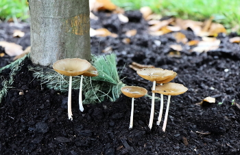 Urban Pilze / ***