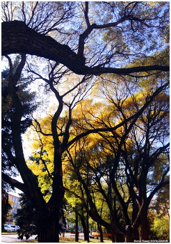Herbst in der Stadt / ***