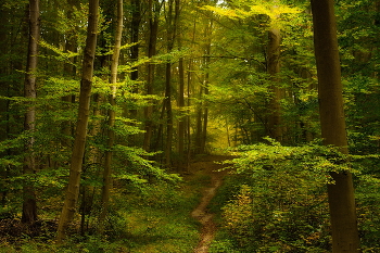 Entlang des Weges / ***