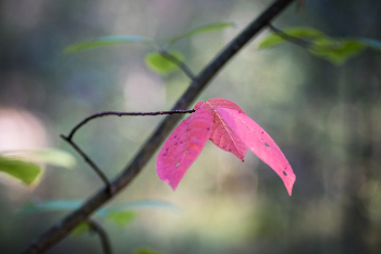 Herbst ist gekommen, / ***