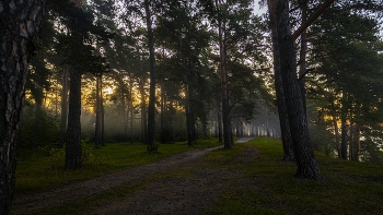 Morgen in einem Kiefernwald / ***